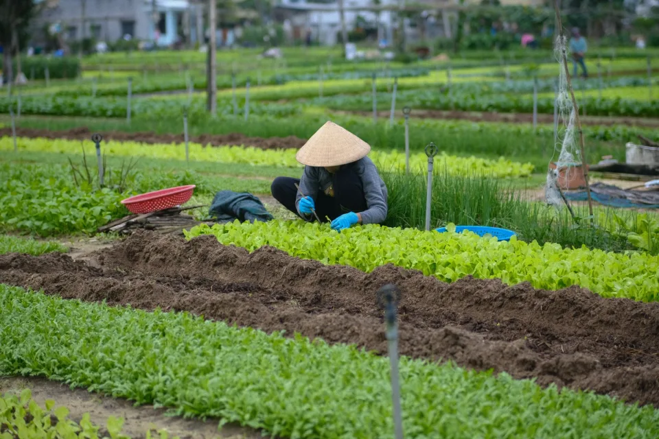 Khu kiểm tra hạt giống