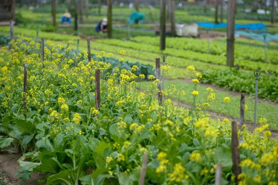Cửa hàng nông sản tại Tô Văn Duyên